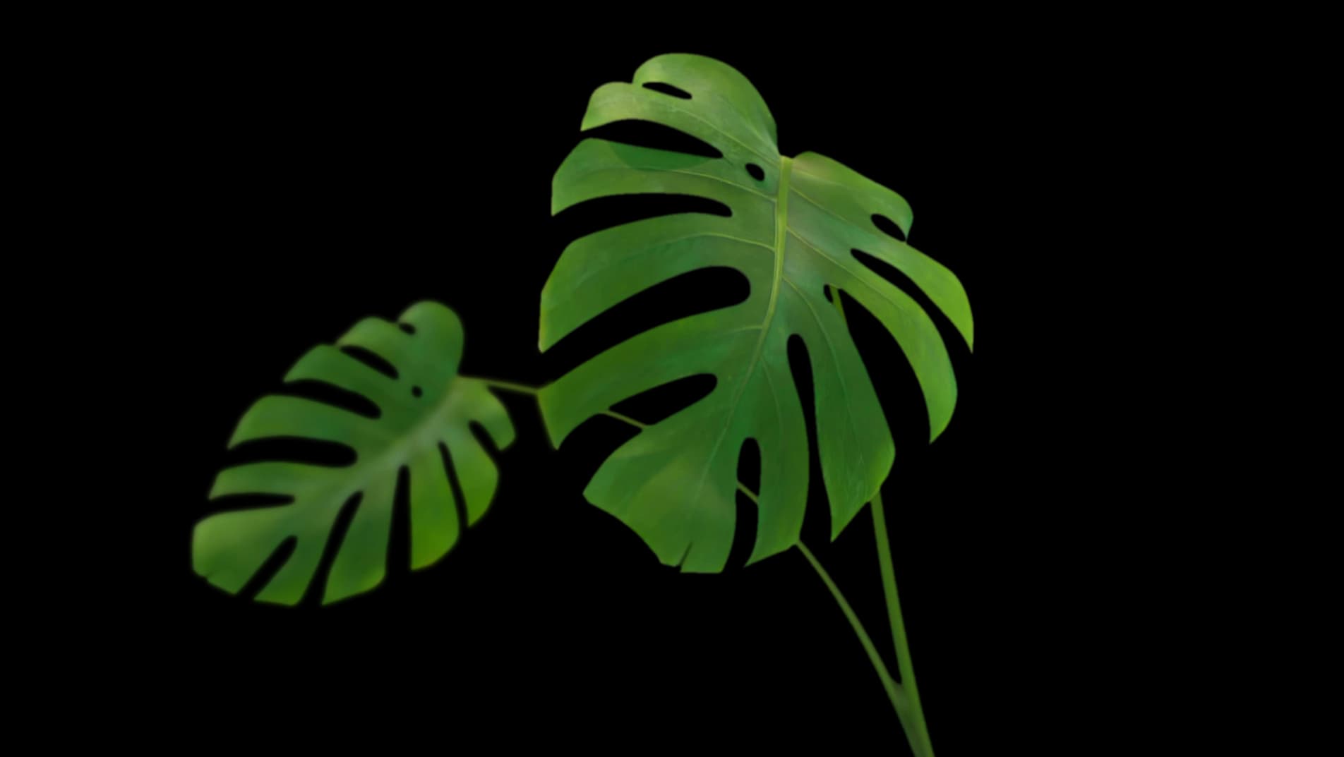 Fallback Image (WEBP)